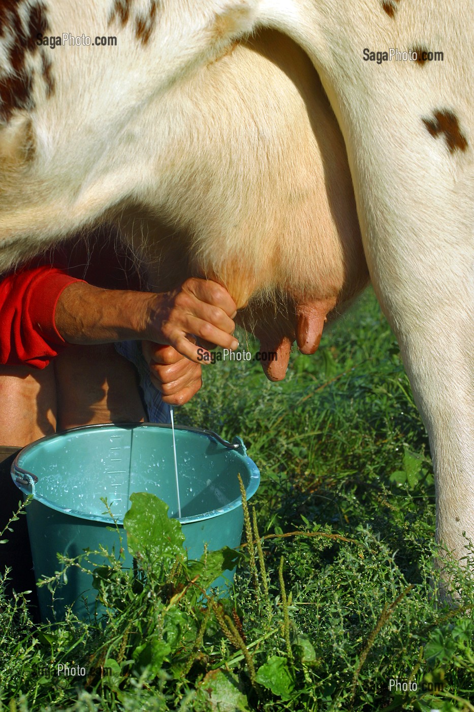 Photo De Traite Manuelle De Vaches De Race Normande Dans Un Pre Avec