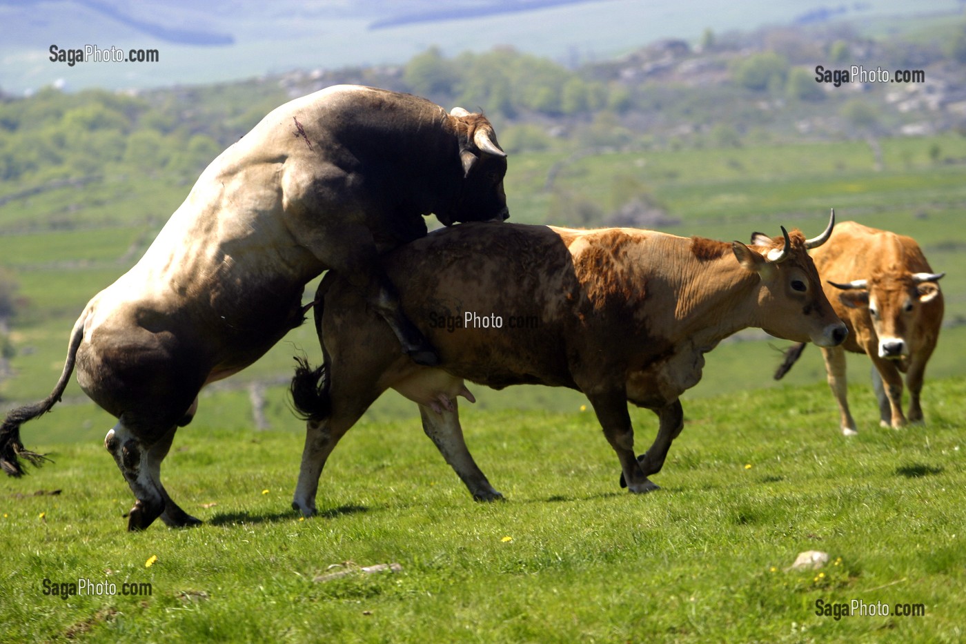 photo de ACCOUPLEMENT DUNE VACHE ET DUN TAUREAU DE RACE BOVINE AUBRAC,  TRANSHUMANCE, ESTIVE, AVEYRON (12), MIDI-PYRENEES, FRANCE