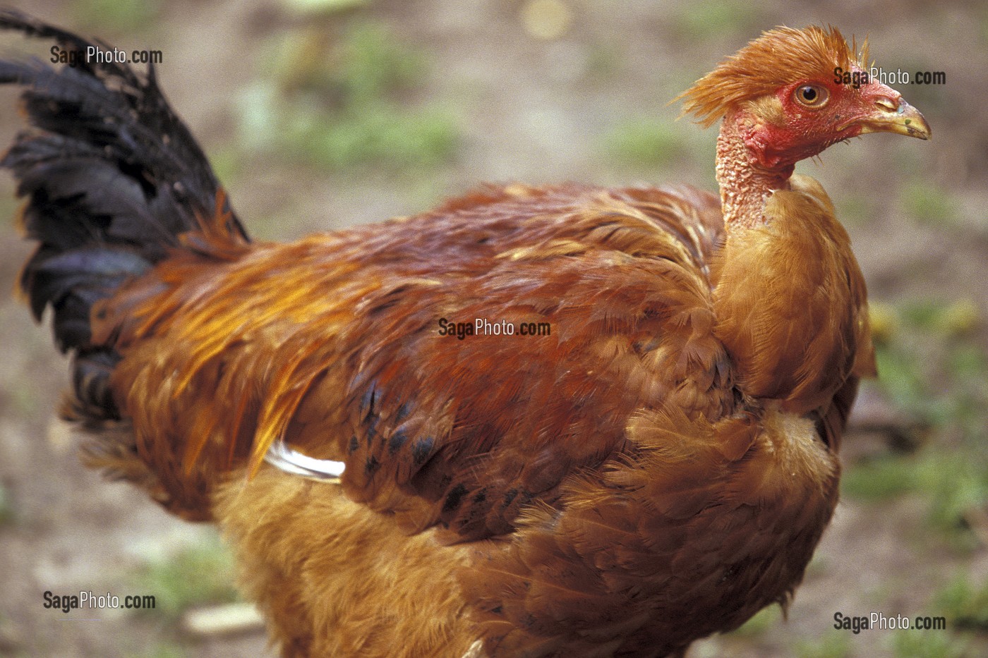 photo de CHAPON A COU NU, ELEVAGE A LA FERME, HAUTE-VIENNE, FRANCE