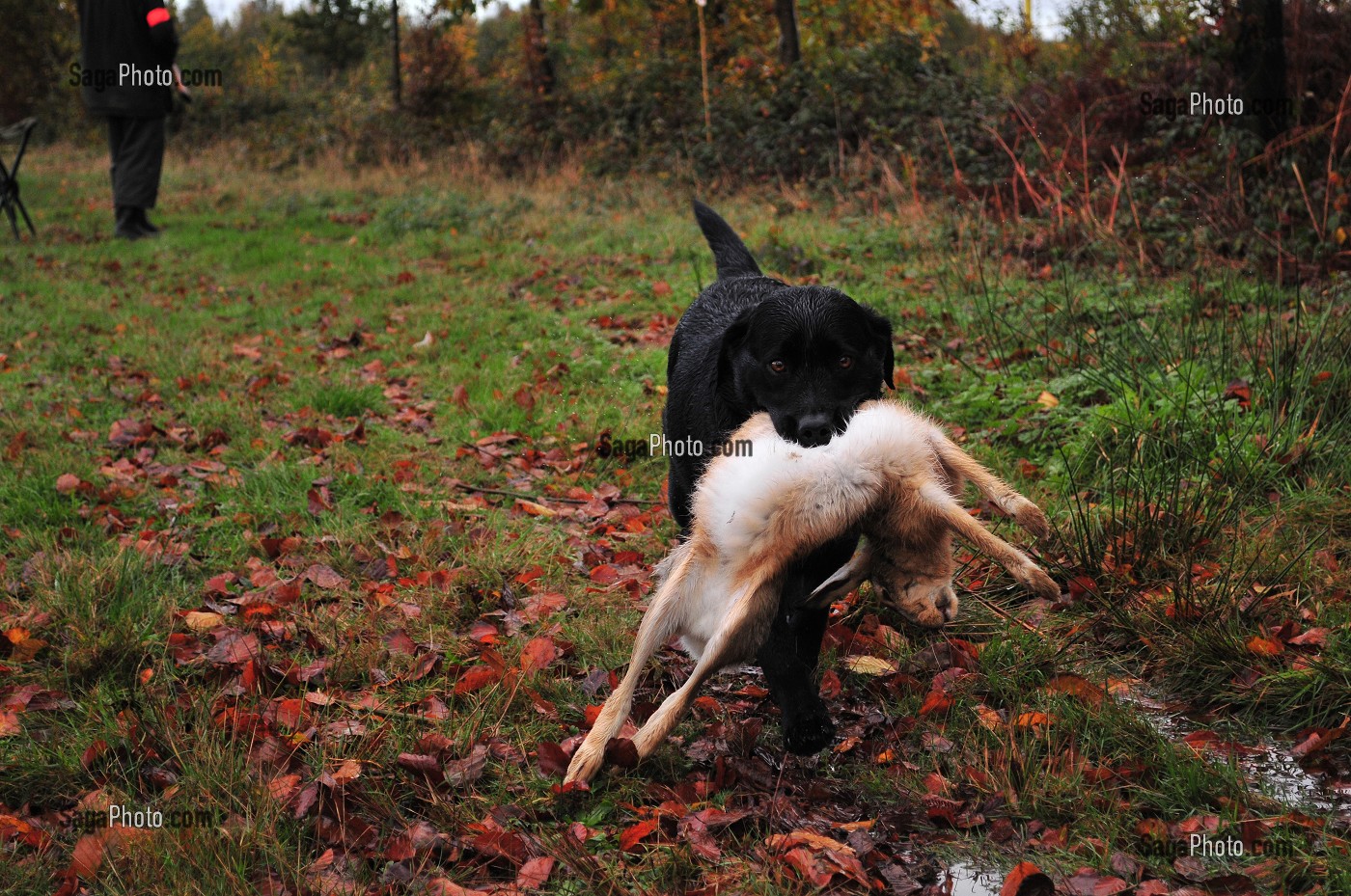 photo de CHASSEUR ET SES CHIENS (LABRADORS) PRES D'UN ETANG DE CHASSE, PROPRIETE  PRIVEE SITUEE PRES DU PARC DU MARQUENTERRE, SOMME (80), FRANCE