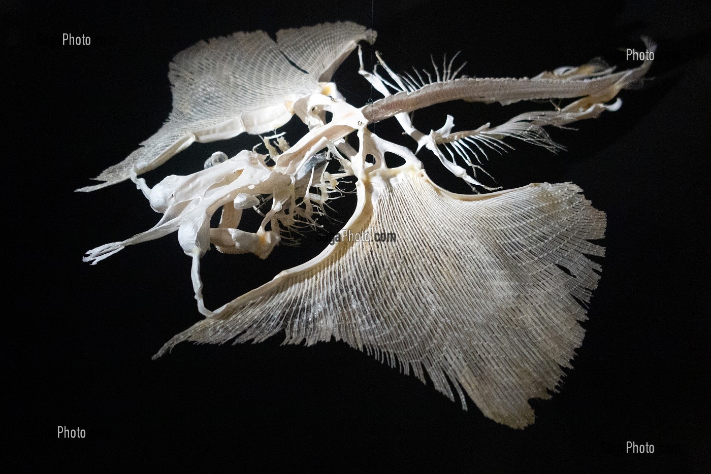 photo de SQUELETTE DE RAIE, CARTILAGE AVEC DES AILES POUR VOLER DANS LEAU,  MUSEUM DHISTOIRE NATURELLE DE BOURGES, CHER, FRANCE