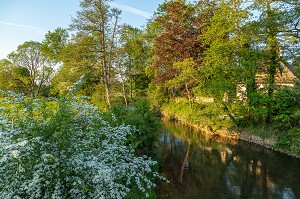  BANKS OF THE RIVER IN THE EVENING LIGHT, NEAUFLES-AUVERGNY, VALLEY OF THE RISLE, EURE, NORMANDY, FRANCE