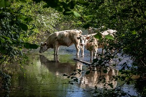  HERD OF COWS DRINKING WATER FROM THE RIVERBED, BOURTH, ITON RIVER VALLEY, EURE, NORMANDY, FRANCE