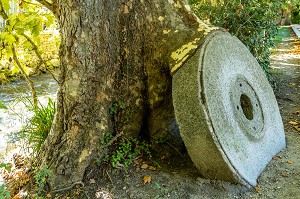  GRINDING STONE BEING SWALLOWED UP BY A SYCAMORE WHEN NATURE TAKES BACK WHAT IS HERS, THE SORGUE RIVER, FONTAINE-DE-VAUCLUSE, FRANCE