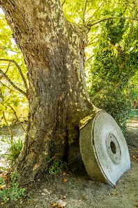  GRINDING STONE BEING SWALLOWED UP BY A SYCAMORE WHEN NATURE TAKES BACK WHAT IS HERS, THE SORGUE RIVER, FONTAINE-DE-VAUCLUSE, FRANCE