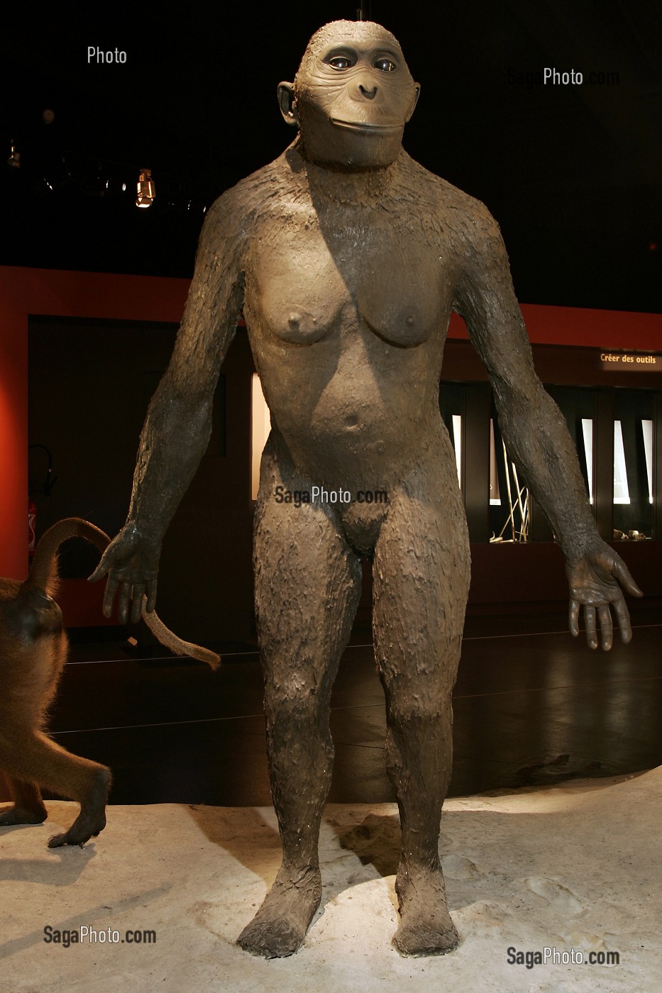 LUCIE, FEMME PREHISTORIQUE, MUSEUM D'HISTOIRE NATURELLE, BOURGES, CHER (18), FRANCE 