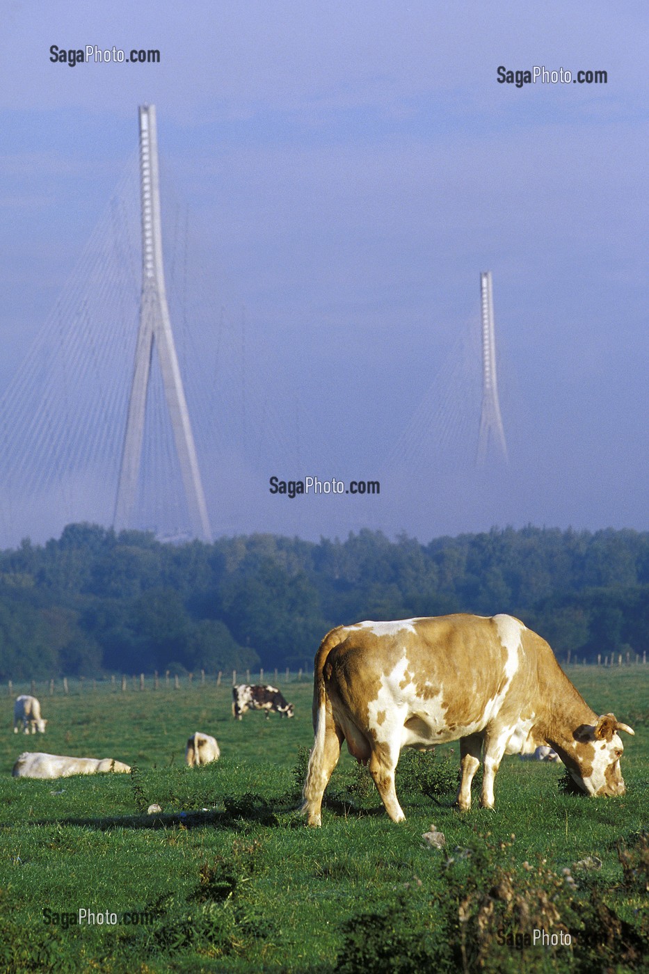 TROUPEAU DE VACHES DEVANT LE PONT DE NORMANDIE, LA RIVIERE SAINT-SAUVEUR, EURE (27), NORMANDIE, FRANCE 