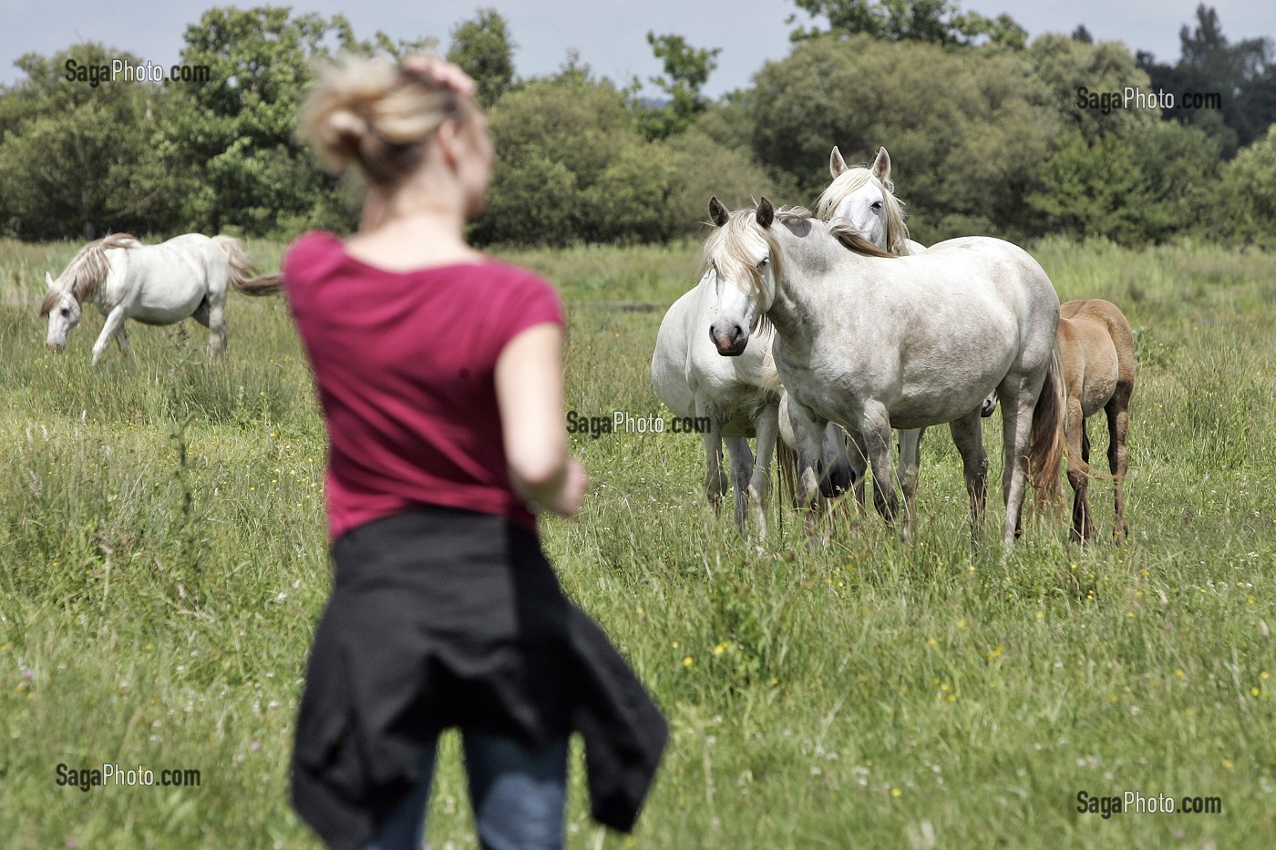 CHEVAUX CAMARGUAIS (CAMARGUE), DECOUVERTE DE LA FLORE ET DE LA FAUNE DU MARAIS VERNIER AVEC UN GUIDE DU PARC REGIONAL DE NORMANDIE, EURE (27), NORMANDIE, FRANCE 