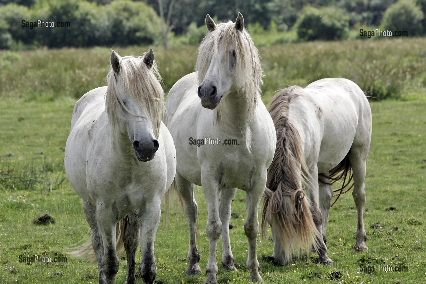 CHEVAUX CAMARGUAIS (CAMARGUE) INTRODUIT DANS LE MARAIS VERNIER, PARC REGIONAL DE NORMANDIE, EURE (27), NORMANDIE, FRANCE 