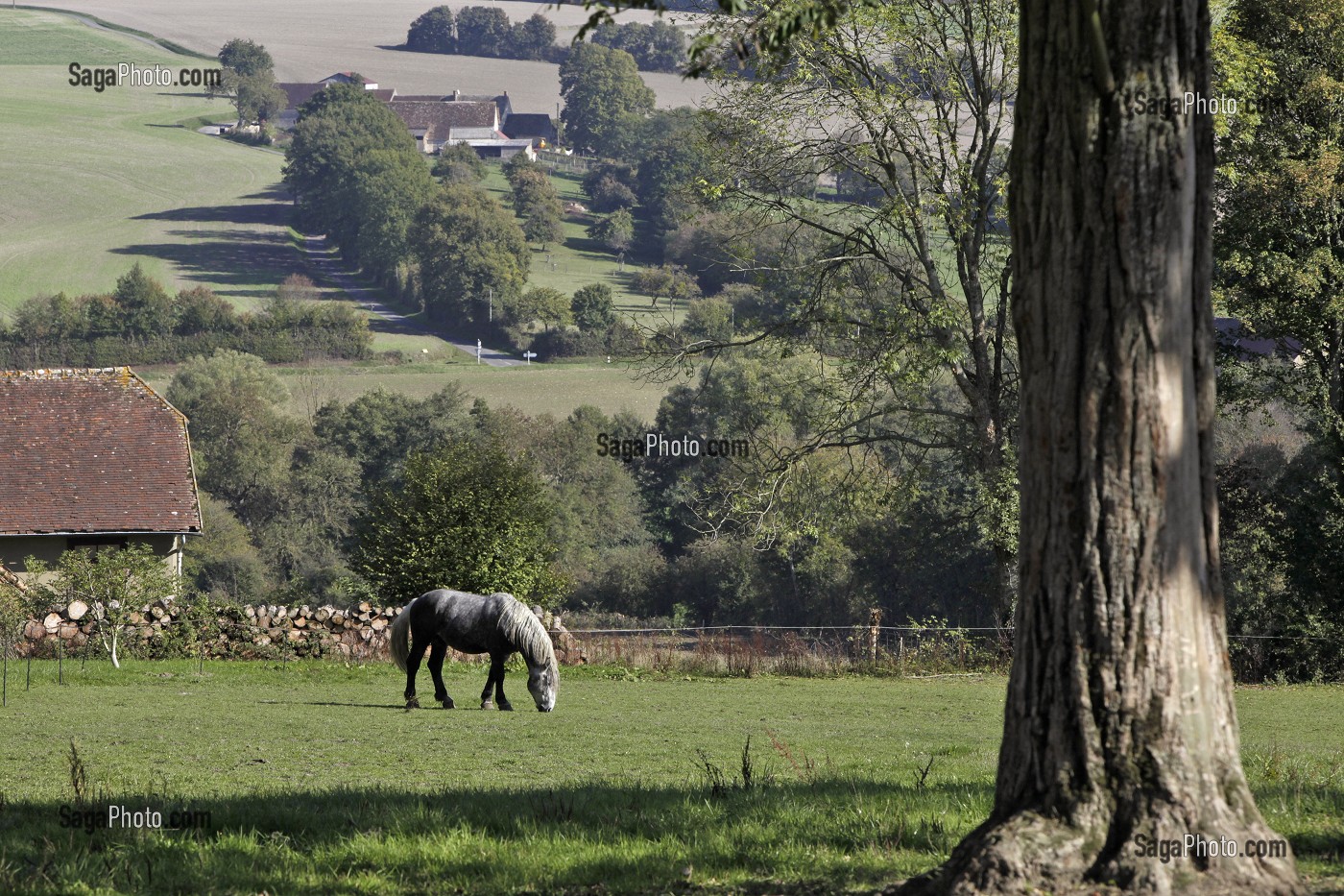 PERCHERON AU PRE DANS LE PERCHE, DOMAINE DU MANOIR DU GRAND PRAINVILLE, SAINT-JEAN-PIERRE-FIXTE, EURE-ET-LOIR (28), FRANCE 