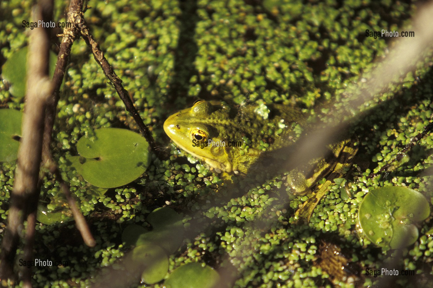 GRENOUILLE, MARAIS DU GRAND HAZE, BRIOUZE, ORNE (61), FRANCE 