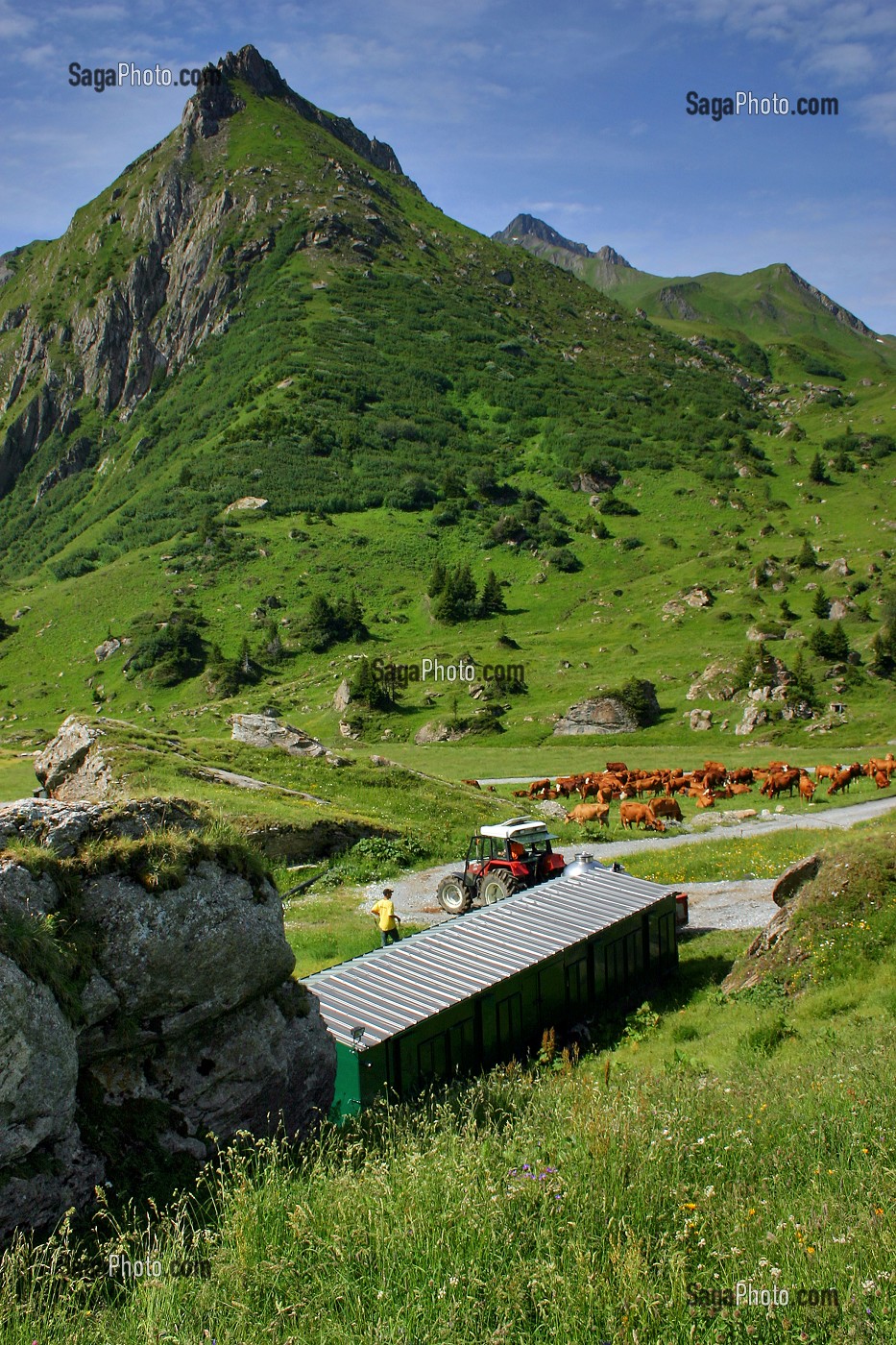 TROUPEAU DE VACHES DE RACE TARENTAISE SUR UNE EXPLOITATION AGRICOLE AU CORMET D'ARECHES, BEAUFORTAIN, SAVOIE (73) 