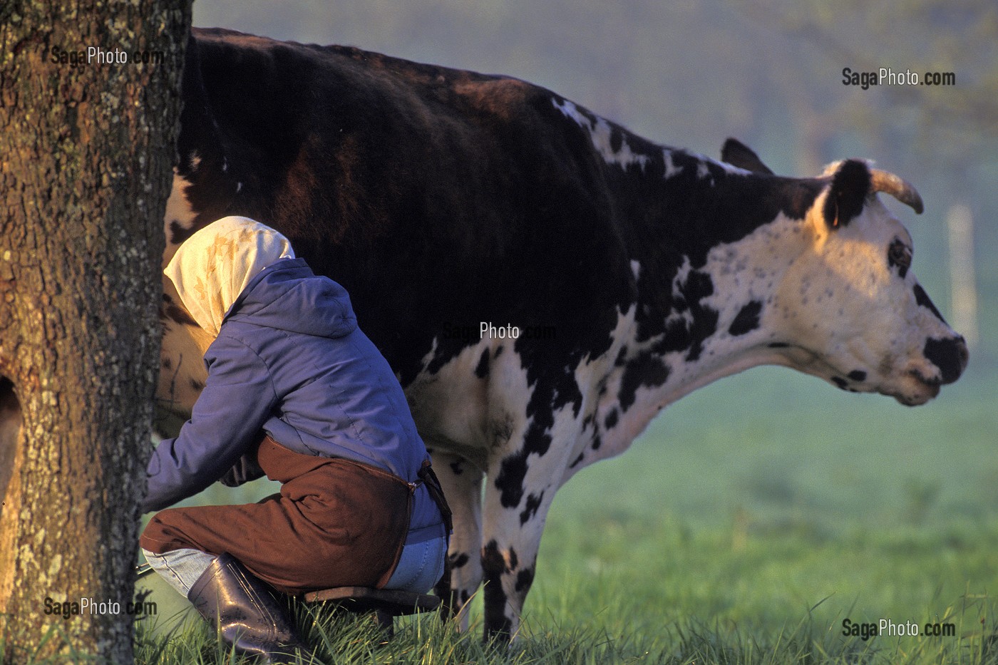 FEMME A LA TRAITE MANUELLE D'UNE VACHE DANS LE MARAIS VERNIER (27) 