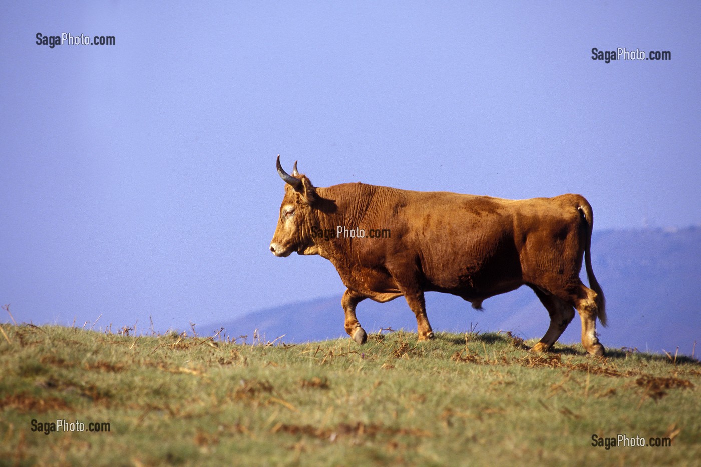 VACHE DE RACE BETIZU AU COL D'IBARDIN. PAYS BASQUE, PYRENEES ATLANTIQUE (64) 