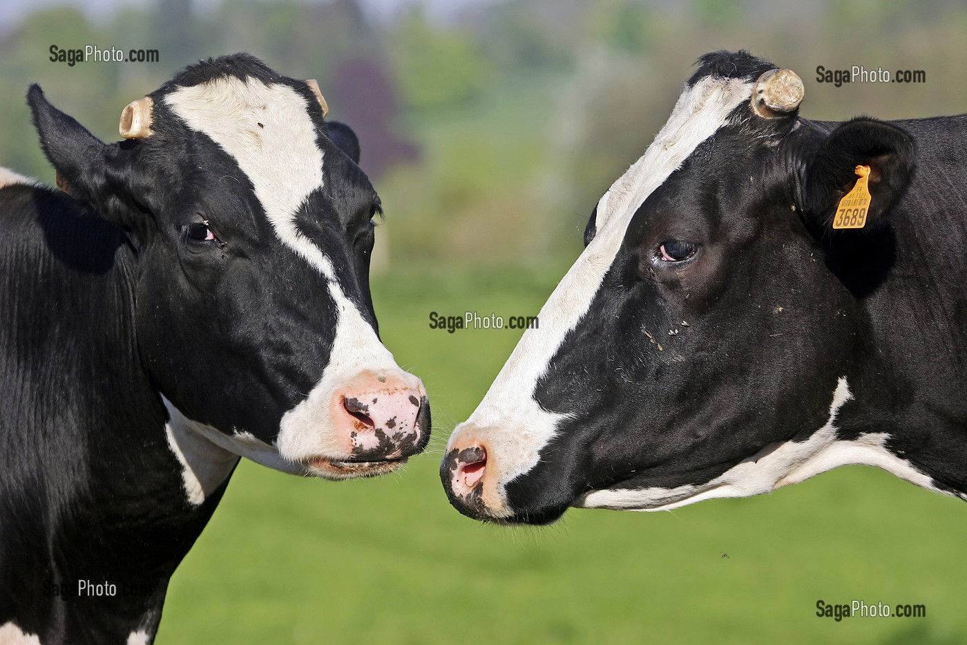 VACHE DE RACE BOVINE PRIM'HOLSTEIN AU PRE, A L'HERBE, ORNE (61) 