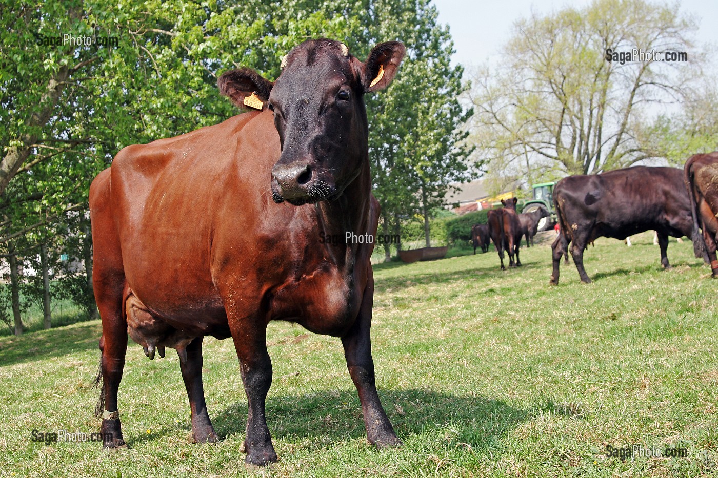 VACHE RACE BOVINE ROUGE FLAMANDE DANS LE PRE, NORD (59) 