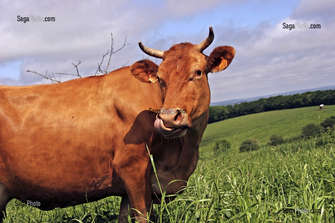 VACHE RACE BOVINE FROMENT DU LEON, MISE A L'HERBE, FINISTERE (29) 