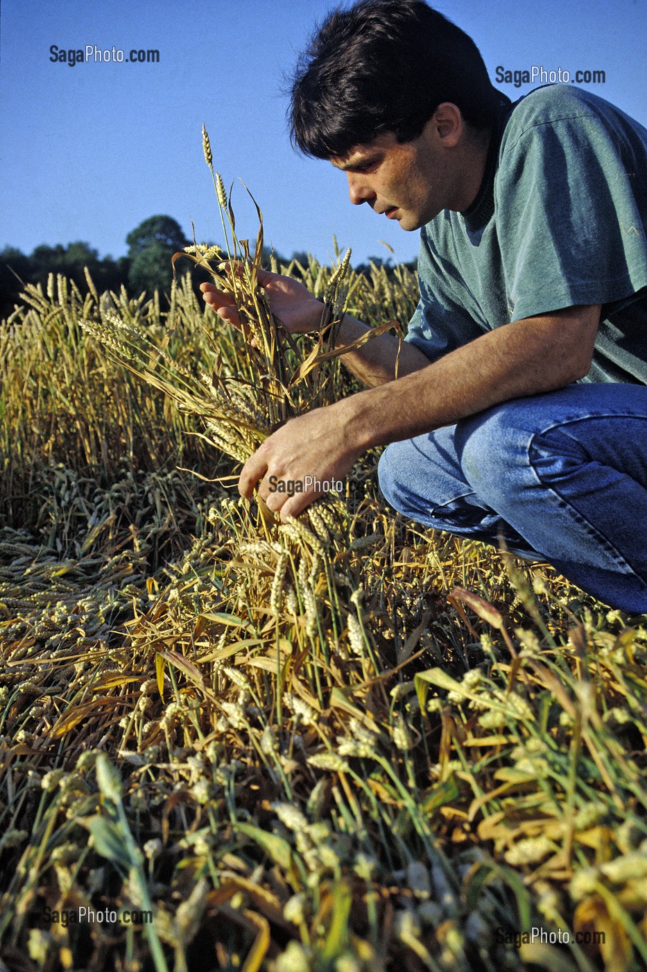 JEUNE AGRICULTEUR REGARDANR DES EPIS D'ORGES DANS UN CHAMPS, ORNE (61) 