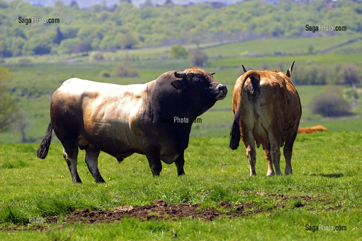 ACCOUPLEMENT D'UNE VACHE ET D'UN TAUREAU DE RACE BOVINE AUBRAC, TRANSHUMANCE, ESTIVE, AVEYRON (12), MIDI-PYRENEES, FRANCE 