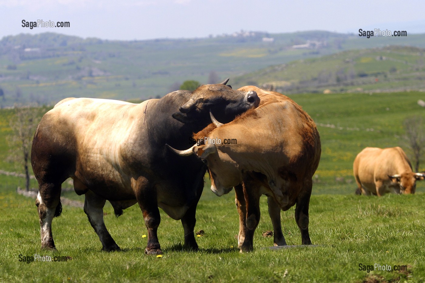 ACCOUPLEMENT D'UNE VACHE ET D'UN TAUREAU DE RACE BOVINE AUBRAC, TRANSHUMANCE, ESTIVE, AVEYRON (12), MIDI-PYRENEES, FRANCE 