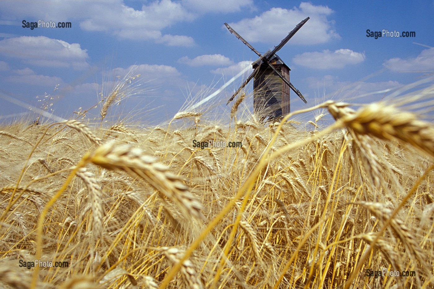 CHAMP DE BLE DEVANT LE MOULIN DE BEAUCE, EURE-ET-LOIR (28), FRANCE 