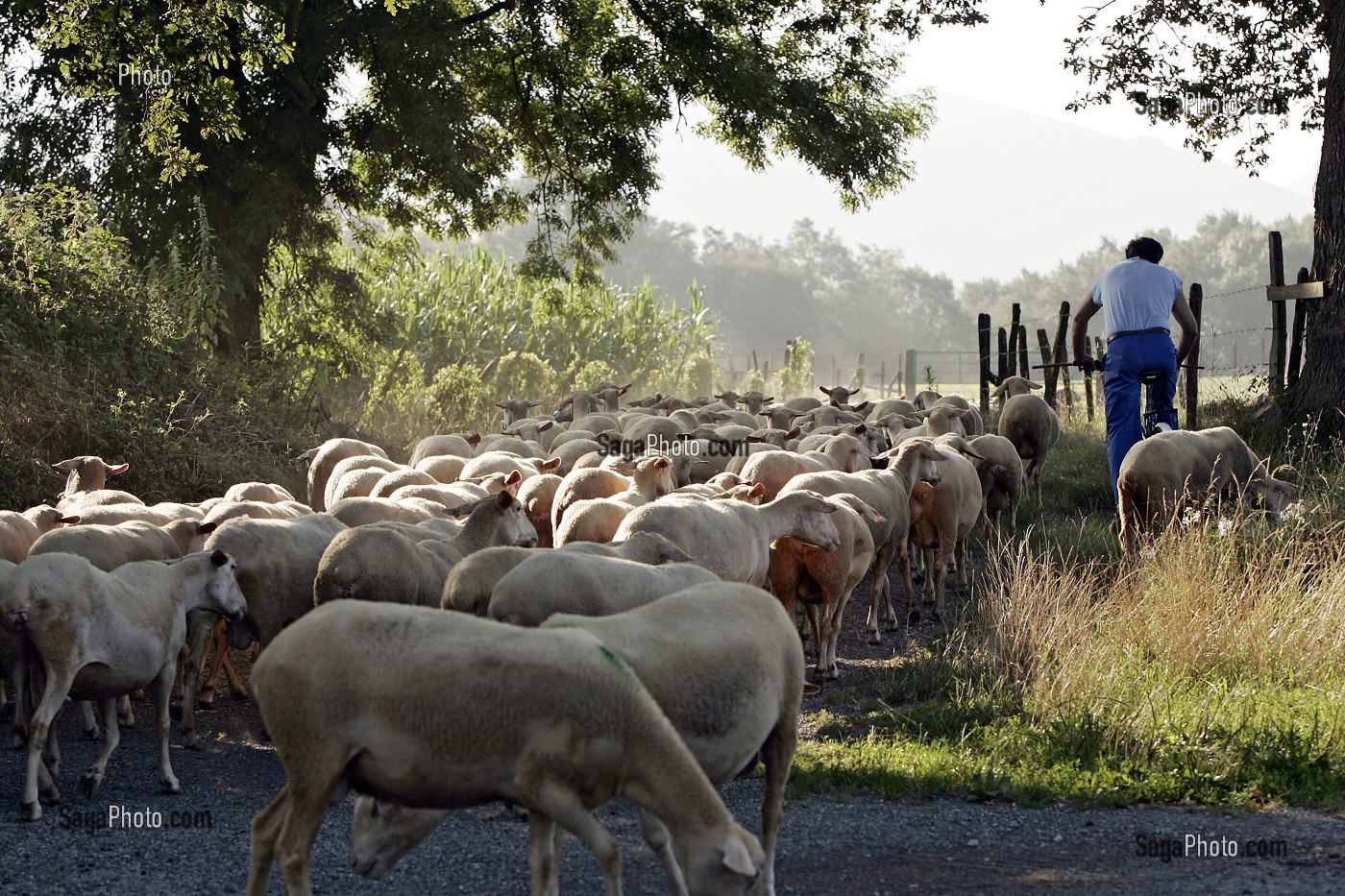 BERGER ET SON TROUPEAU DE MOUTONS EN TRANSHUMANCE, PYRENEES-ATLANTIQUES (64), FRANCE 