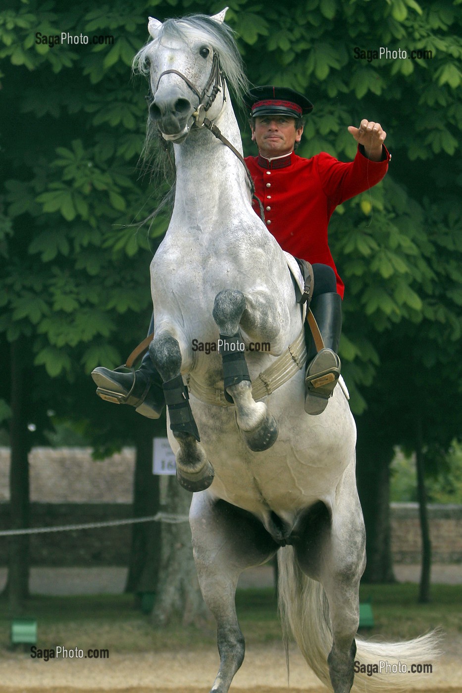 ATTELAGE AU SPECTACLE EQUESTRE AU HARAS DU PIN, ORNE (61) 