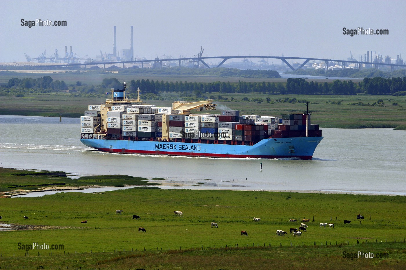 TRANSPORT DE MARCHANDISES PAR BATEAU SUR LA SEINE, VACHES EN PREMIER PLAN, PONT DE NORMANDIE EN ARRIERE PLAN, SEINE-MARITIME (76), HAUTE-NORMANDIE, FRANCE 