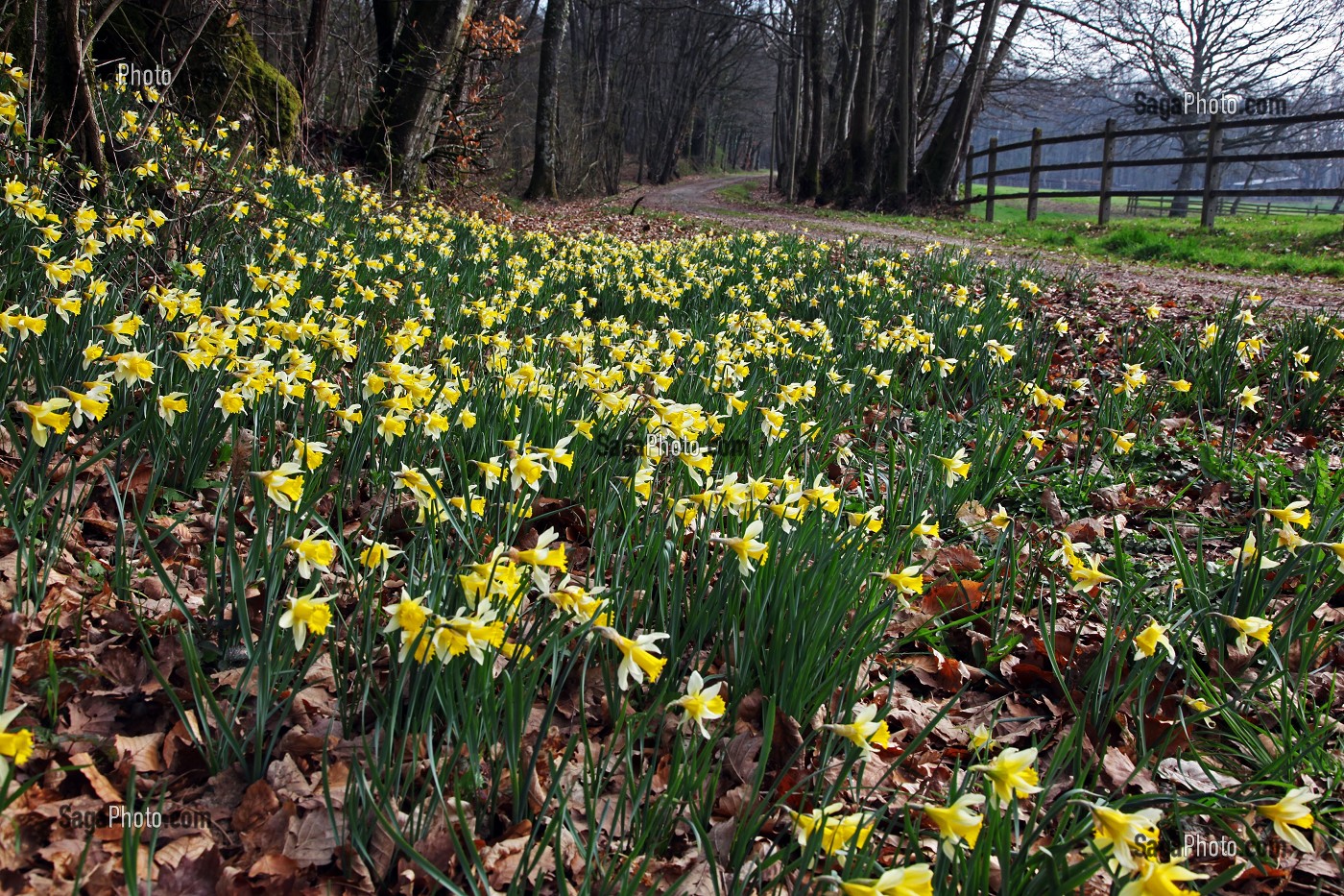 JONQUILLES EN FLEURS DANS LA FORET AU PRINTEMPS, FRANCE
