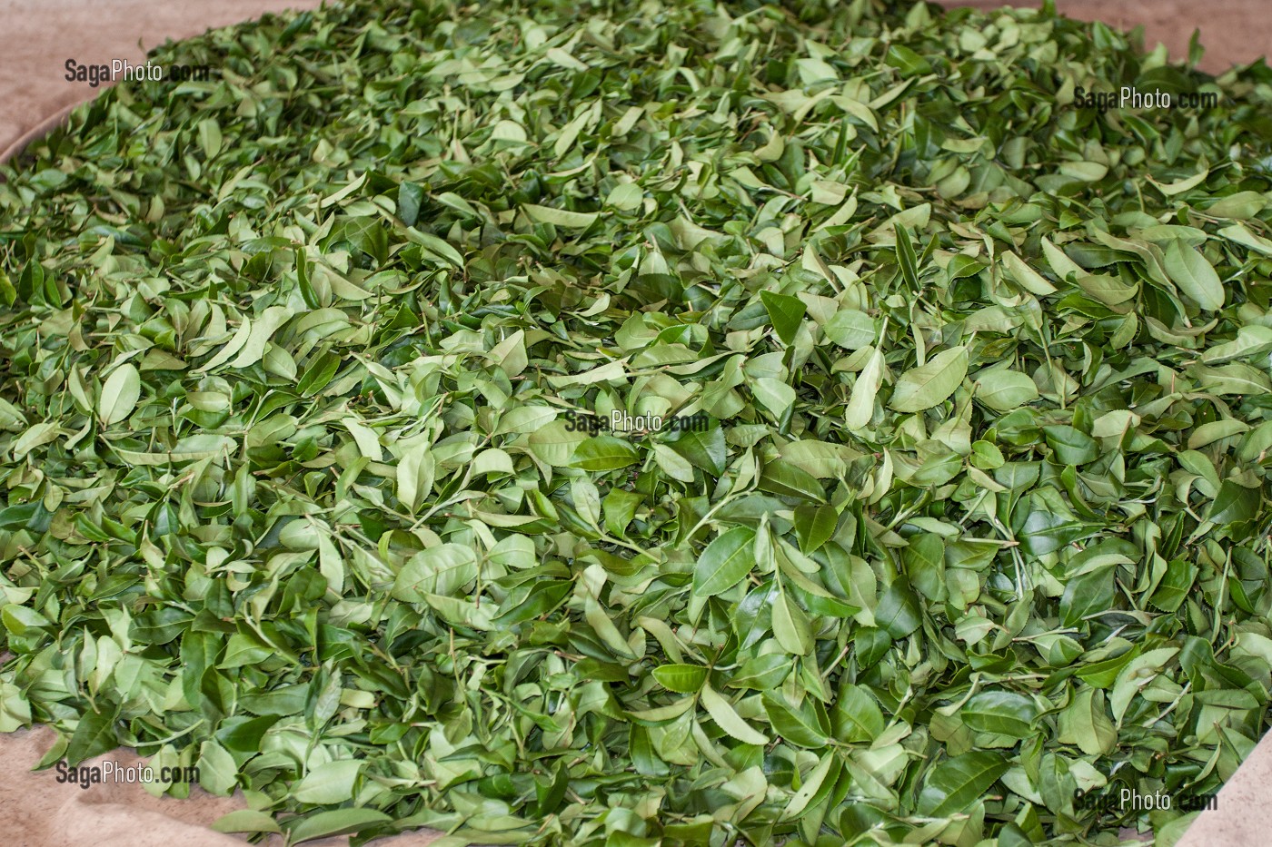 PRODUCTION DE THE, THAILANDE, ASIE 