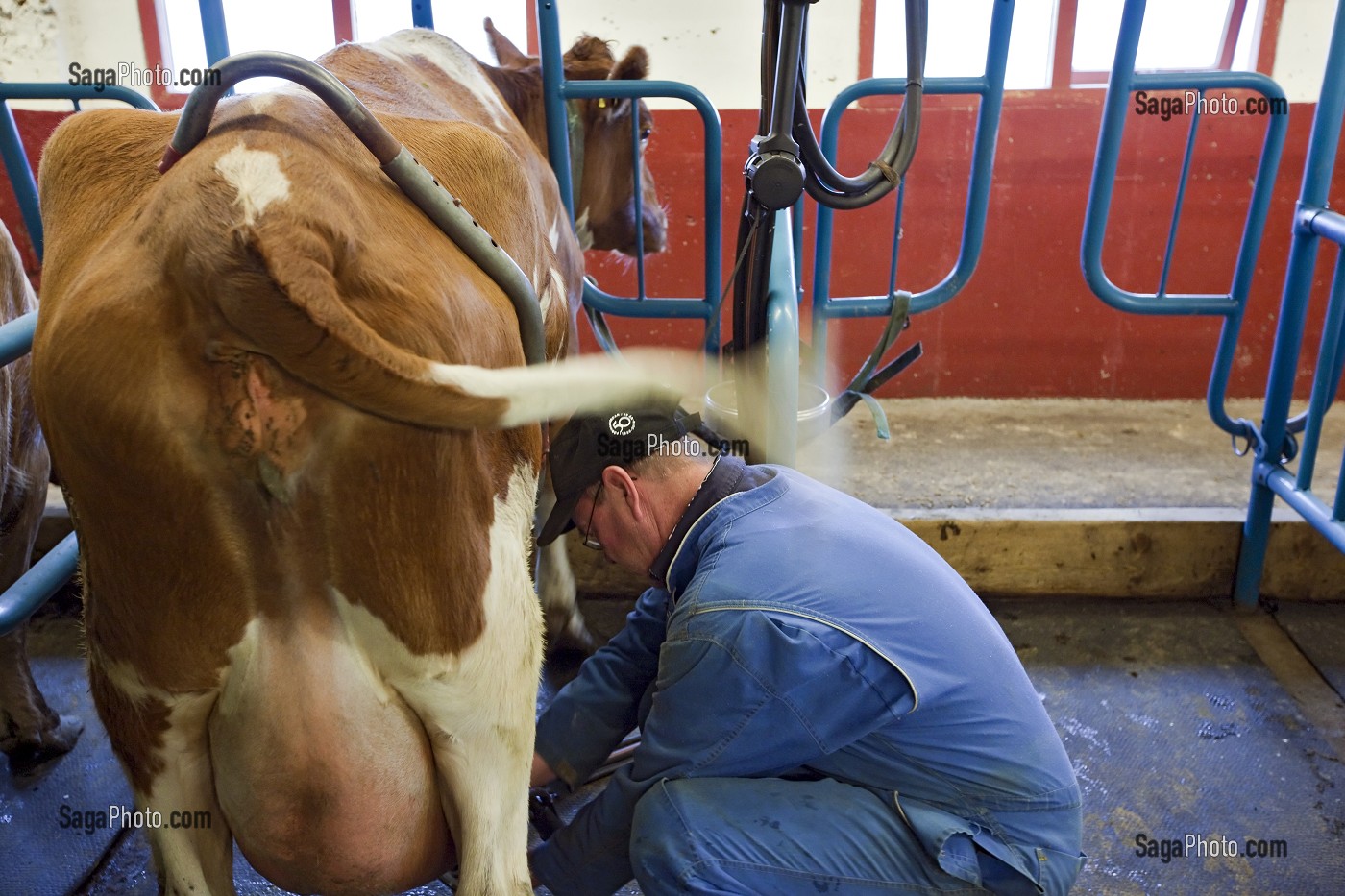 TRAITE MECANIQUE DE VACHES ISLANDAISES DANS UNE FERME DU SUD OUEST DE L’ISLANDE, EUROPE 