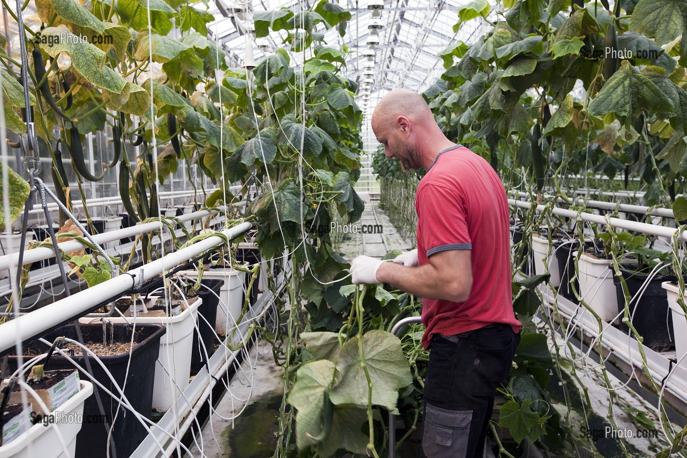HOMME QUI ENTRETIENT DES PLANTS DE CONCOMBRES DANS UNE SERRE CHAUFFEE GRACE A UN SYSTEME GEOTHERMIQUE, REGION DE REYKHOLT, ISLANDE, EUROPE 