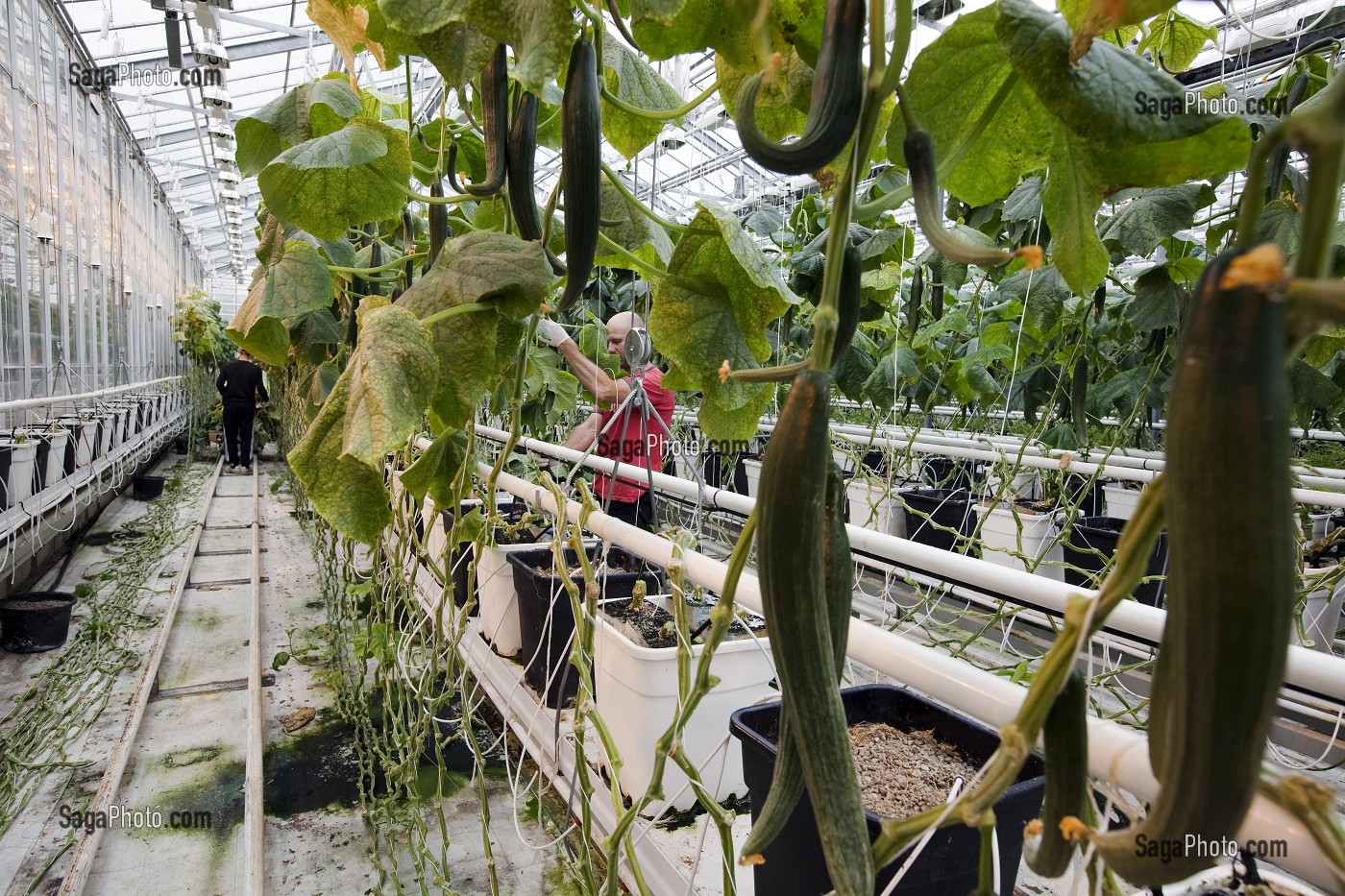 HOMME QUI ENTRETIENT DES PLANTS DE CONCOMBRES DANS UNE SERRE CHAUFFEE GRACE A UN SYSTEME GEOTHERMIQUE, REGION DE REYKHOLT, ISLANDE, EUROPE 