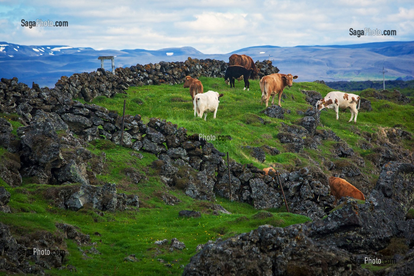 ELEVAGE, AGRICULTURE EN ISLANDE, EUROPE
