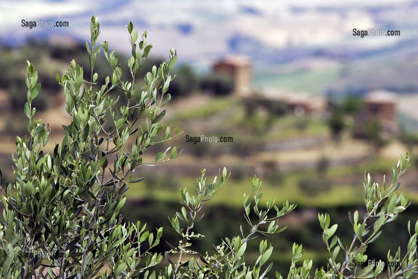 OVIVIER DANS LA CAMPAGNE TOSCANE, REGION DE MONTALCINO, TOSCANE, ITALIE 