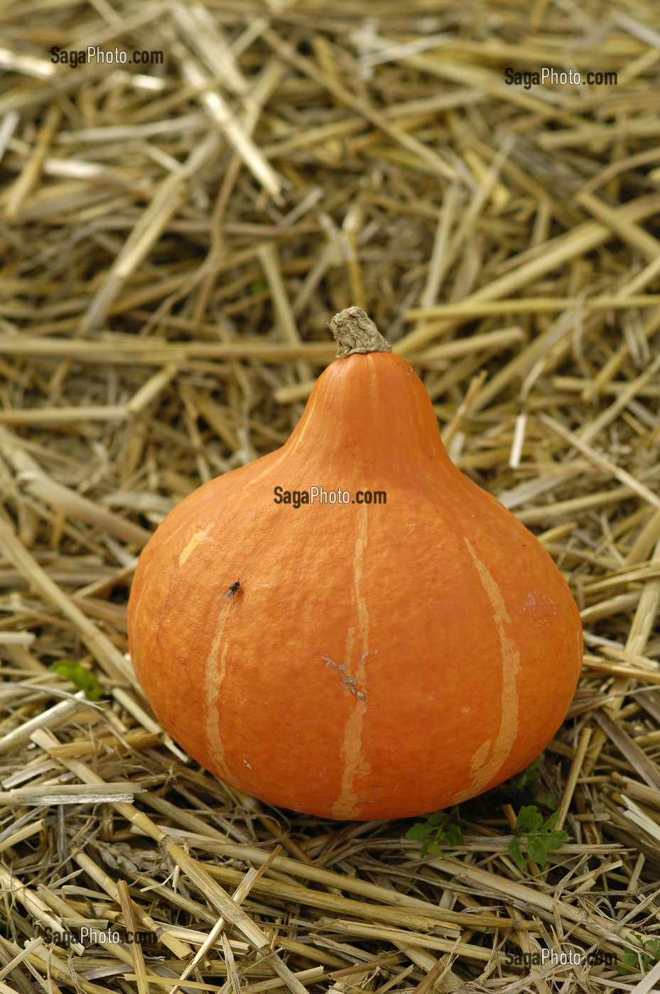 POTIMARRON, LEGUME D'AUTOMNE, UTILISE POUR LA FETE D'HALLOWEEN, QUEBEC, CANADA 