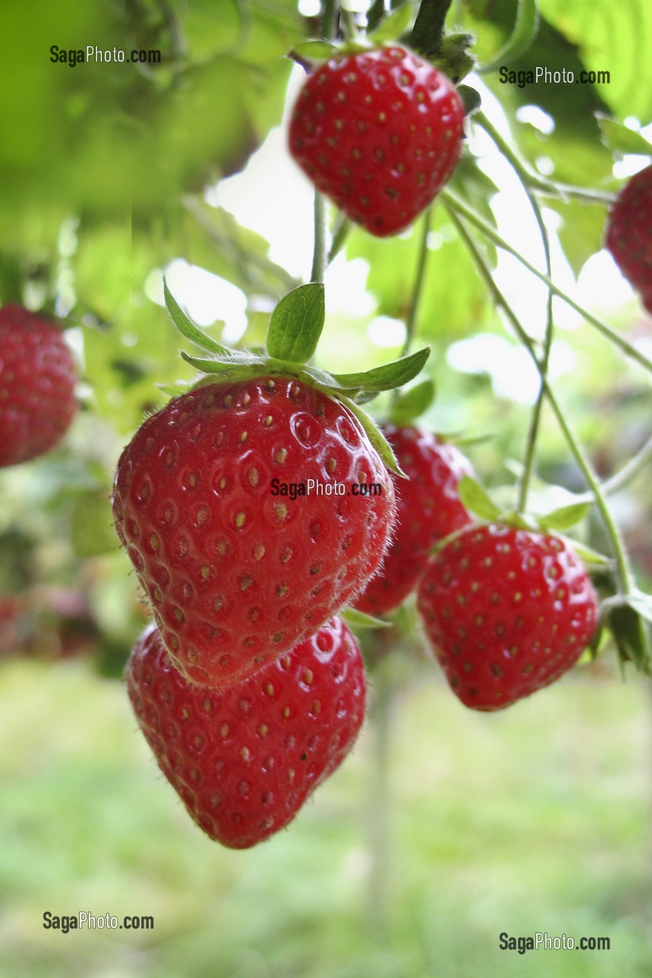 FRAISES SUR PIED DANS UN VERGER, FRUITS ROUGES RICHE EN VITAMINE A ET C ANTIOXYDANTE MAIS POUVANT PROVOQUER DES ALLERGIES 