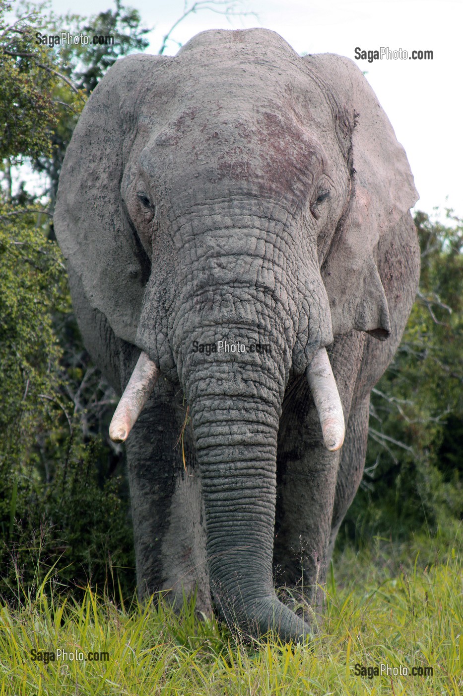 VIEIL ELEPHANT DANS LE PARC NATIONAL ADDO ELEPHANT, PROVINCE DU CAP ORIENTAL, AFRIQUE DU SUD 