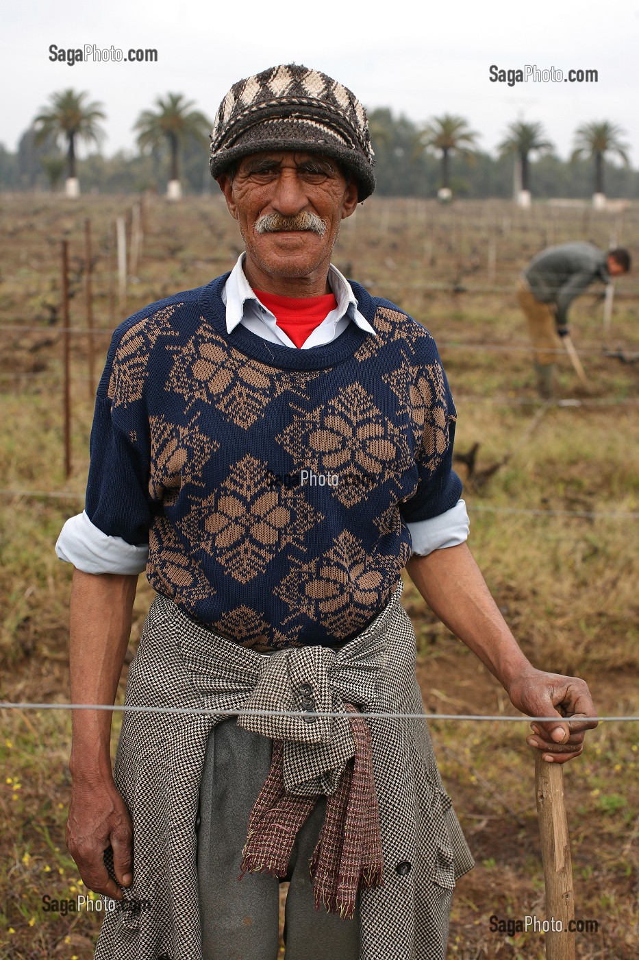 VIGNOBLE AUX ENVIRONS DE CASABLANCA. TERROIR DE BENSLIMANE. OUVRIERS VITICOLES, MAROC, MAGHREB, AFRIQUE 