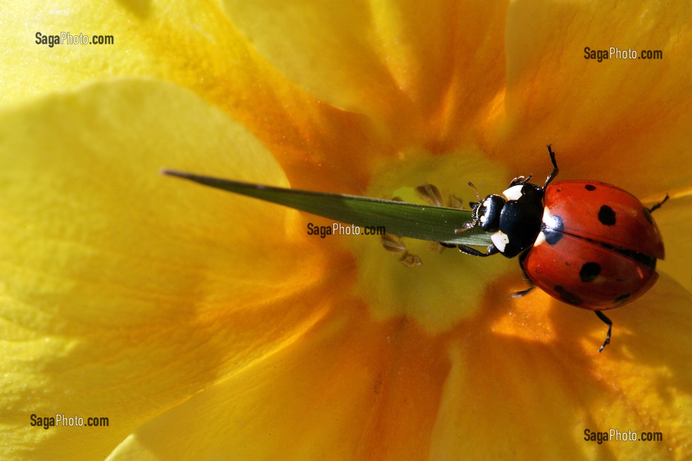 COCCINELLE AU PRINTEMPS SUR LES FLEURS DE PRIMEVERE, FRANCE 