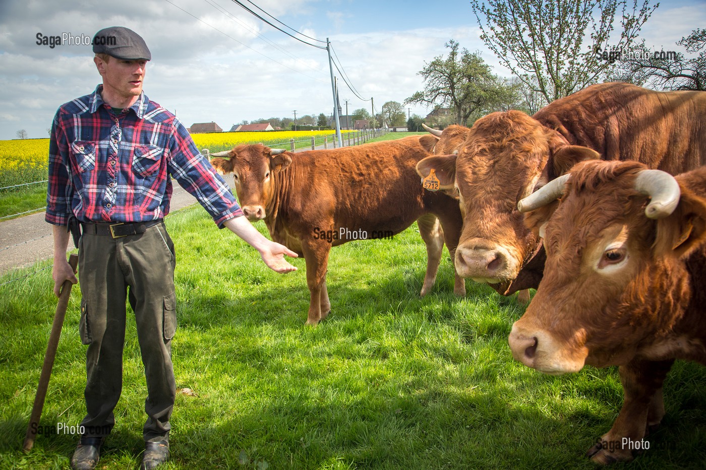 PORTRAIT DE L' ELEVEUR FABIEN DUMONT, ELEVAGE DE BOVINS A VIANDE DE RACE LIMOUSINE, SAINT-AUBIN-LE-VERTUEUX, EURE (27), FRANCE 