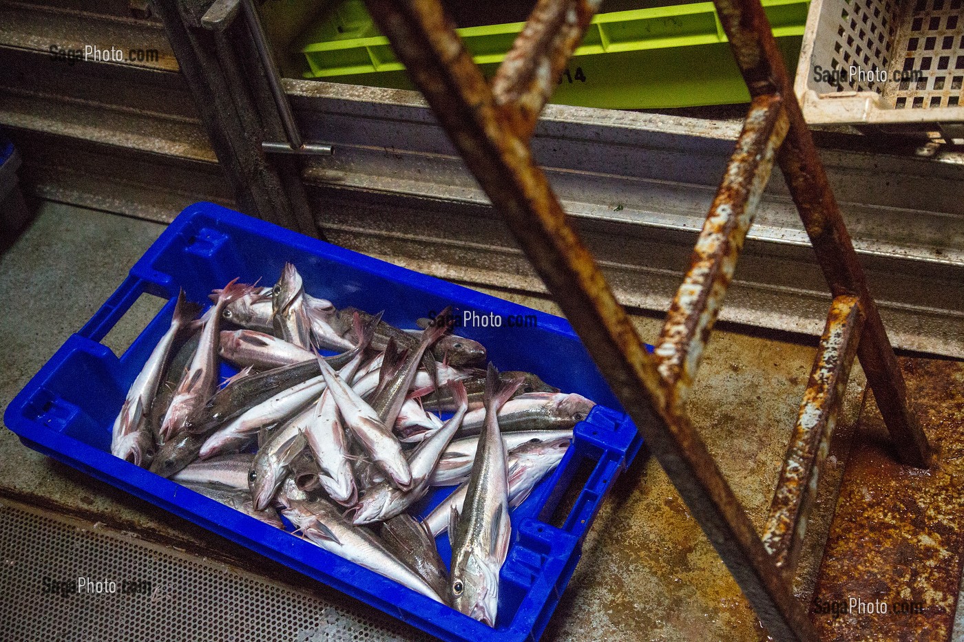 STOCKAGE DES POISSONS (ROUGETS GRONDINS) DANS LES FRIGOS, PECHE EN MER SUR UN CHALUTIER A LA LANGOUSTINE 'LE QUENTIN-GREGOIRE' AU LARGE DES SABLES-D'OLONNE (85), FRANCE 