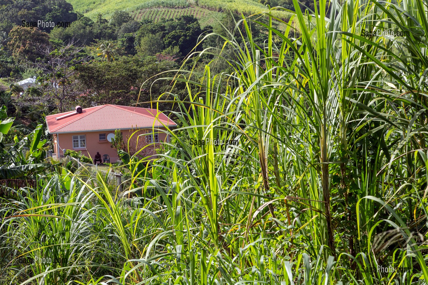 HABITATION AU MILIEU DES PLANTATION DE CANNE A SUCRE, LA TRINITE, MARTINIQUE, ANTILLES FRANCAISES, FRANCE 