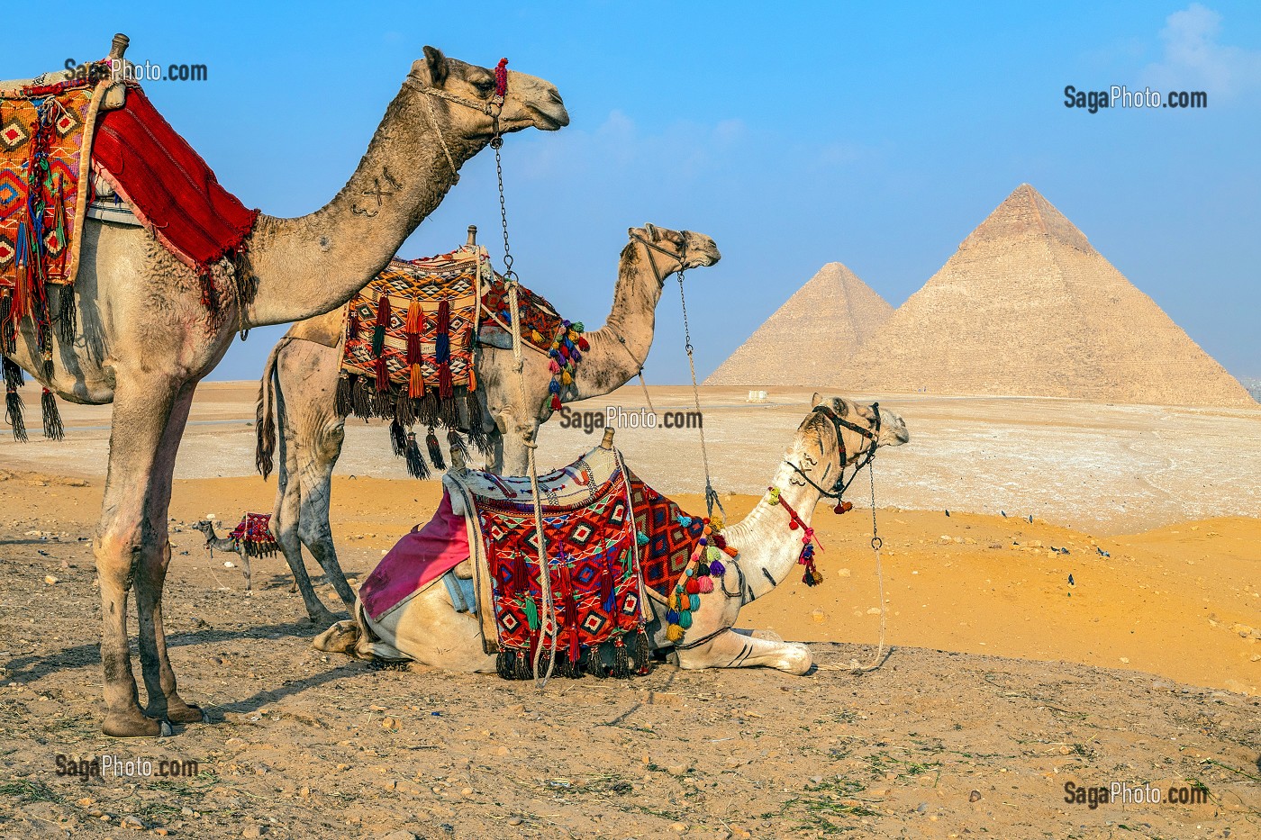 DROMADAIRES DEVANT LES PYRAMIDES DE GIZEH, LE CAIRE, EGYPTE, AFRIQUE 