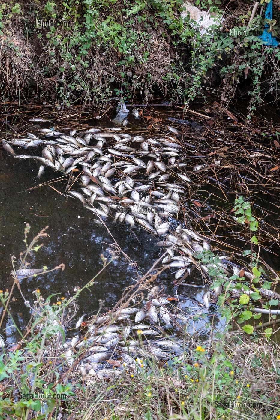 POISSONS MORTS FLOTTANT SUR LES BERGES DU LEZ A MONTPELLIER