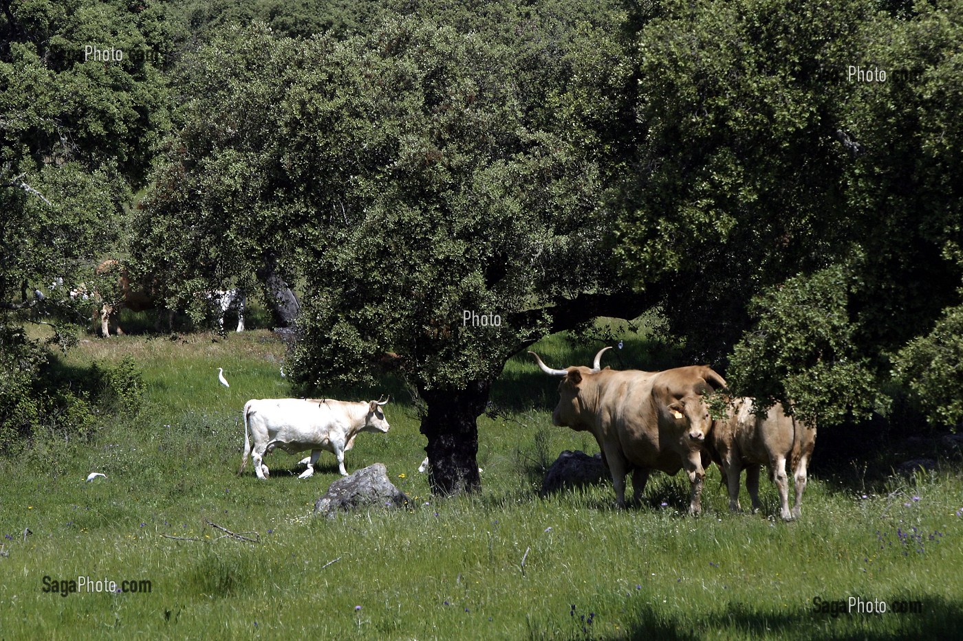 VACHES SOUS LES CHENES LIEGE, ALENTEJO, PORTUGAL 