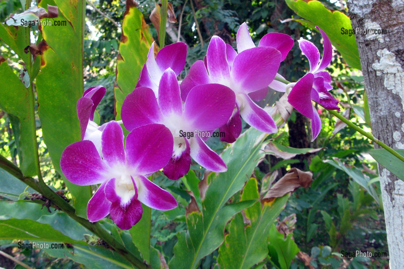 ORCHIDEE TROPICALE, THAILANDE 