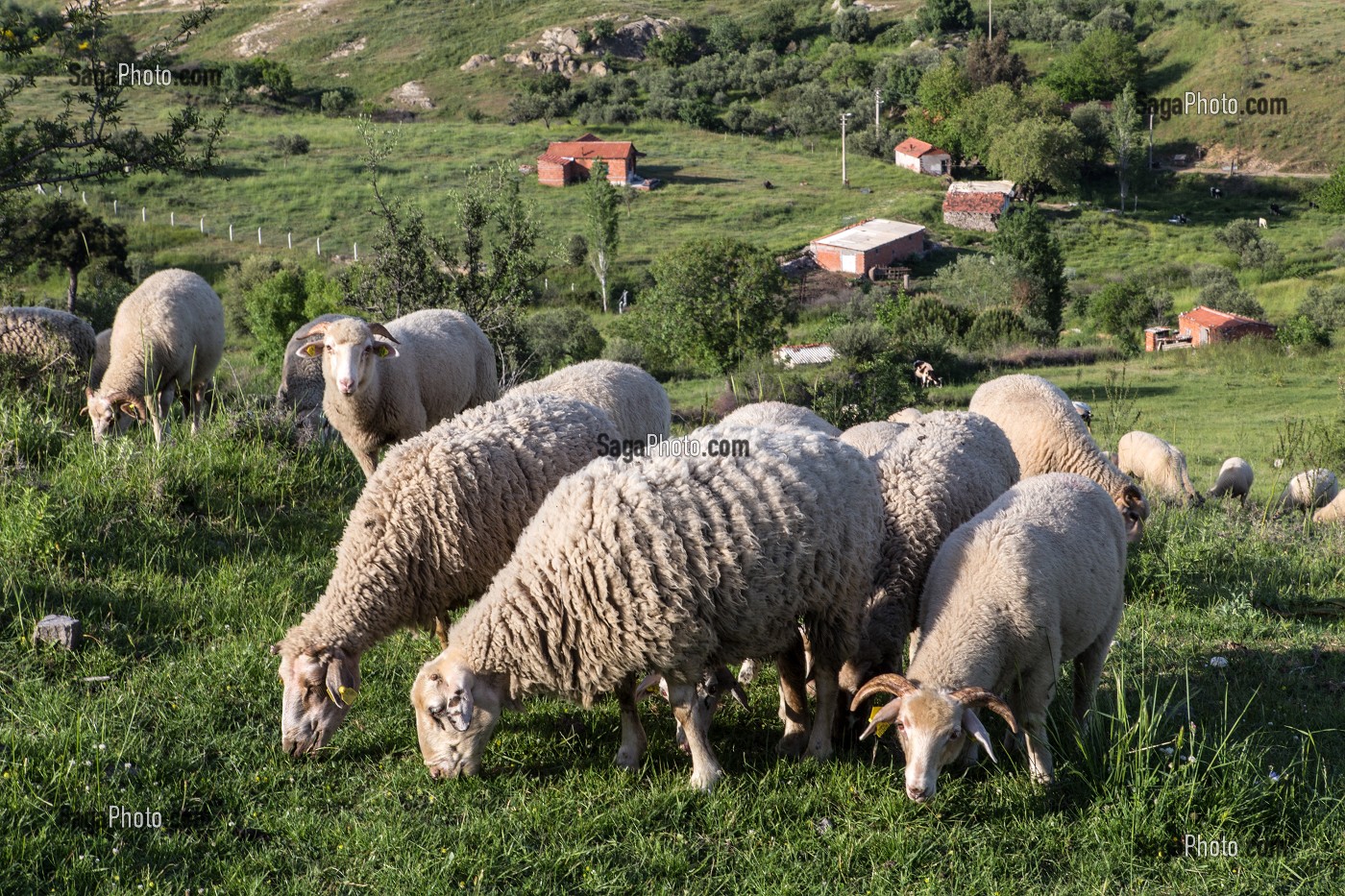 TROUPEAU DE MOUTONS DANS LES PATURAGES SOUS L'ACROPOLE DE PERGAME, RIVIERA DES OLIVIERS, NORD D’IZMIR, TURQUIE 