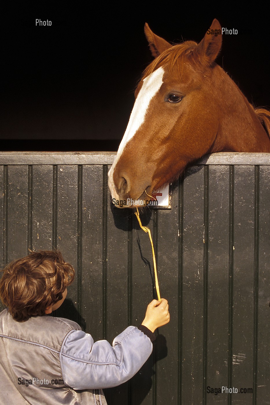  RAPPORT BETWEEN CHILD AND HORSE, RETZ STUD FARM, CALVADOS (14), NORMANDIE, FRANCE