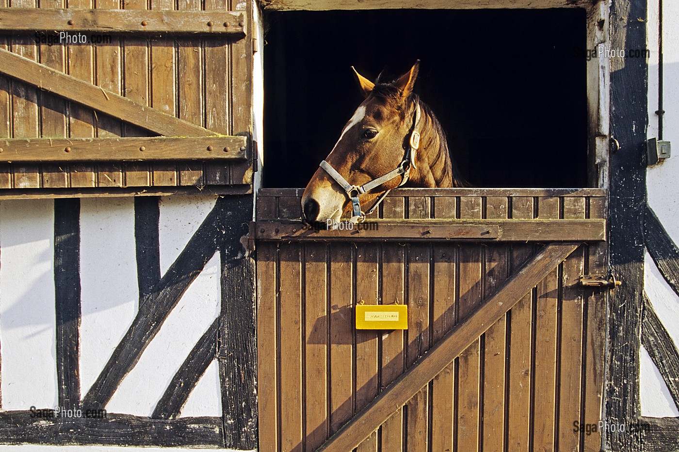  HORSE IN ITS STALL, MONT NANTICIENNE STUD FARM, CALVADOS (14), NORMANDY, FRANCE